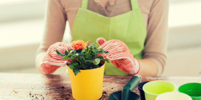 people, gardening, flower planting and profession concept - close up of woman or gardener hands planting roses to flower pot at home