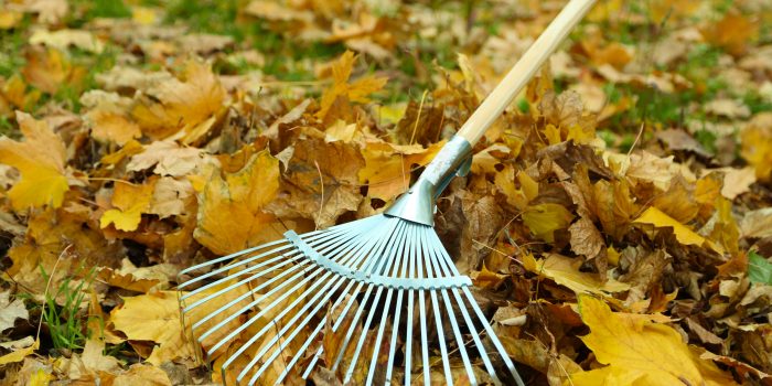 Cleaning of autumn leaves on a green lawn